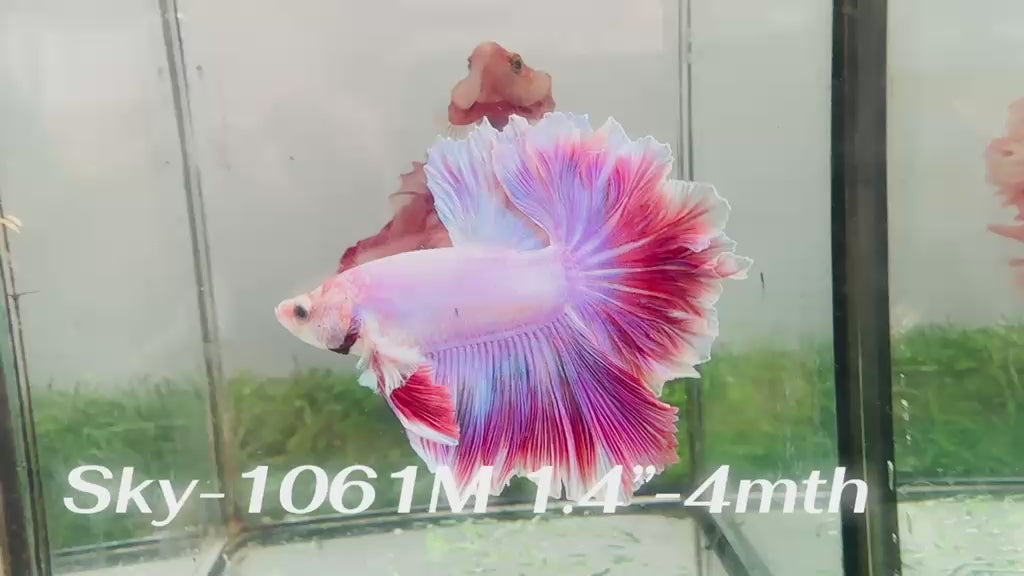 Live Male Betta Fancy Purple Pink Light colors Halfmoon Rosetail (Sky-1061)XX High quality what you see what you get!!