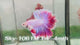 Live Male Betta Fancy Purple Pink Light colors Halfmoon Rosetail (Sky-1061)XX High quality what you see what you get!!