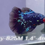 Live Male Betta Blackstar Avatar Halfmoon (Sky-825) xxxS063 High quality what you see what you get!!