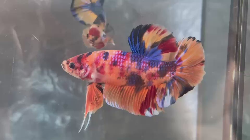 Live Male Betta Candy Nemo Metallic Giants Plakat (TNK-A838) High quality what you see what you get!!