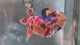 Live Male Betta Candy Nemo Metallic Giants Plakat (TNK-A838) High quality what you see what you get!!