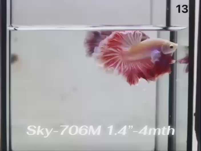 Live Male Betta Fancy Red Pink Lavender Halfmoon Rosetail (Sky-706)CLEARANCE High quality What you see What you get!!