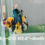 Live Male Betta Yellow Galaxy Koi Plakat (Sky-016) High quality what you see what you get!!