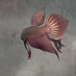 Live Male Betta Copper Samaragdina Hybrid Wild Plakat (BID-176) High quality what you see what you get!!