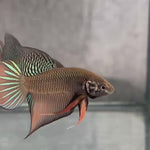 Live Male Betta Orange Black Splendens Hybrid Wild Plakat (BID-103)S067 High quality what you see what you get!!