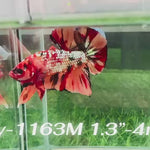Live Male Betta Orange Copper Nemo Plakat (Sky-1163) High quality what you see what you get!!