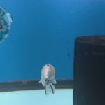 Thai Ranchu Lemonhead Sakura 2.5in Female (FEB-705)R3B18