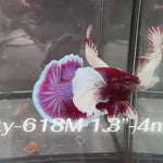 Live Male Betta Purple Blue Lavender Dumbo big ear Plakat (Sky-618) High quality what you see what you get!!