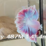 Live Male Betta Fancy Purple Lavender Halfmoon Rosetail (Sky-487)High quality what you see what you get!!