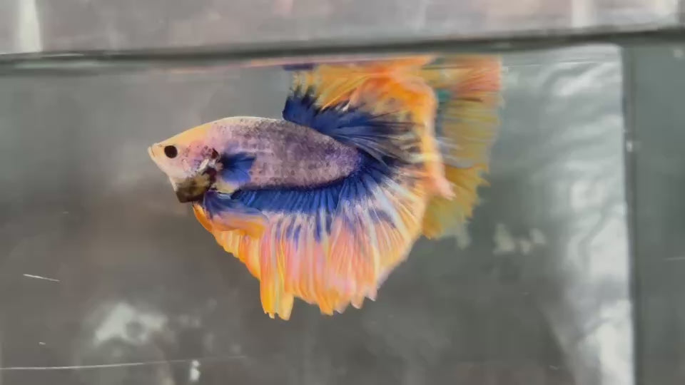 Live Male Betta Fancy Yellow Mascot Over Halfmoon (TNK-A774) High quality What you see What you get!!