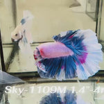 Live Male Betta Fancy Blue Pink Light colors Halfmoon (Sky-1109)S357 High quality what you see what you get!!