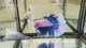 Live Male Betta Fancy Blue Pink Light colors Halfmoon (Sky-1109)S357 High quality what you see what you get!!