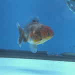 Thai Oranda Calico Shogun Farm 2.5" Body male 6mths(FEB-582)R3B02