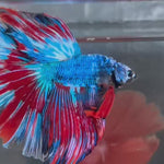 Live Male Betta Fancy Metallic Blue Dark Colors Over Halfmoon (TNK-A679) High quality What you see What you get!!