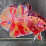 Live Male Betta Candy Sweet Colors Giants Plakat (TNK-A565) S358 High quality What you see What you get!!