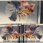 (TOOK-B91) KOI PINK GIANT HALFMOON MALE BETTA