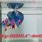 Live Male Betta Candy mixed colors White skin Plakat (Sky-065)  High quality what you see what you get!!