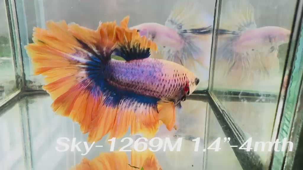 Live Male Betta Fancy Yellow Grizzle Halfmoon (Sky-1269) High quality What you see What you get!!
