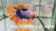 Live Male Betta Fancy Yellow Grizzle Halfmoon (Sky-1269) High quality What you see What you get!!
