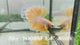 Live Male Betta Fancy Yellow Light colors Halfmoon  (Sky-1068)S031 High quality what you see what you get!!