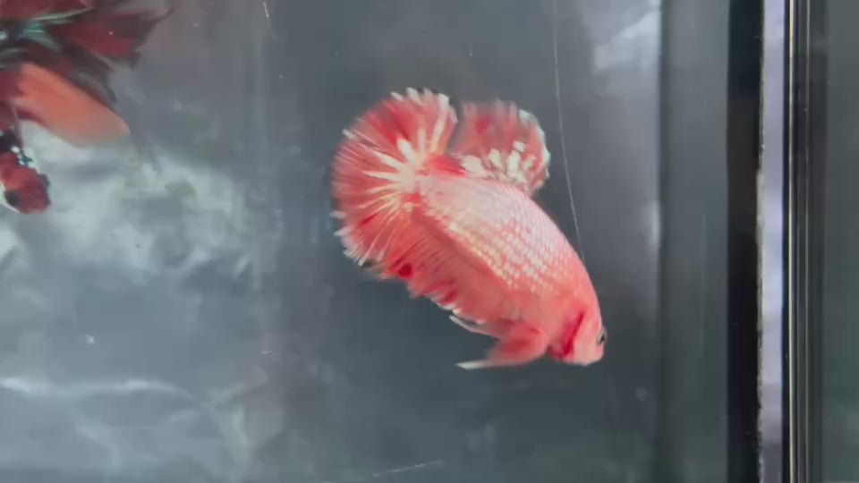 Live Male Betta Fancy Orange Vanda Hellboy Plakat (TNK-A830) High quality what you see what you get!!