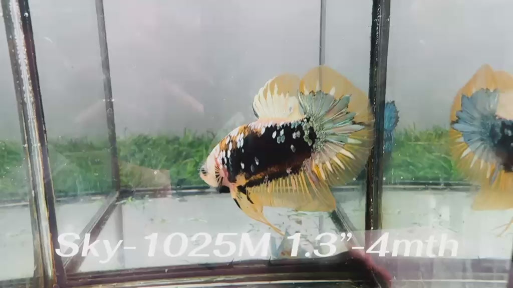 Live Male Betta Yellow Black Galaxy Koi Plakat (Sky-1025)H High quality what you see what you get!!