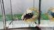 Live Male Betta Yellow Black Galaxy Koi Plakat (Sky-1025)H High quality what you see what you get!!