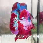 Live Male Betta Red Galaxy Koi Giants Plakat (Sky-1183) High quality what you see what you get!!
