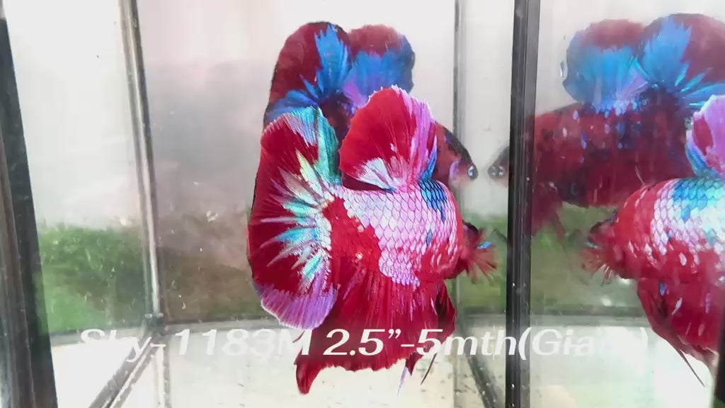 Live Male Betta Red Galaxy Koi Giants Plakat (Sky-1183) S270 High quality what you see what you get!!