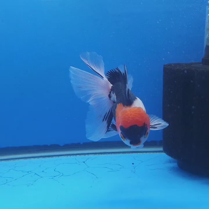 Thai Oranda Tri Color 3.00 inch Body Male(FEB-831)R2B12