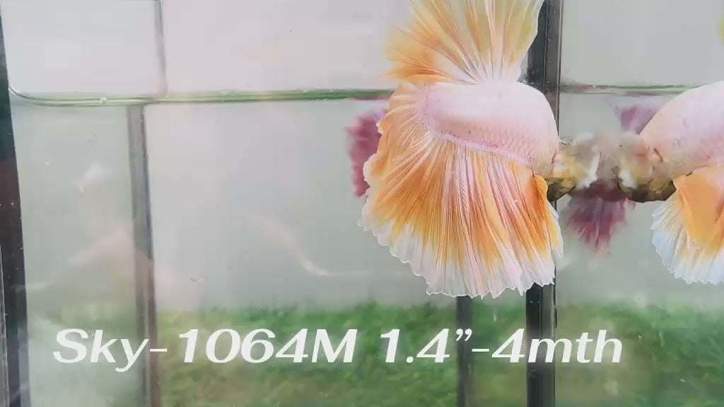 Live Male Betta Fancy Yellow Light Bicolors Halfmoon (Sky-1064)S114 High quality what you see what you get!!