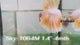 Live Male Betta Fancy Yellow Light Bicolors Halfmoon (Sky-1064)S114 High quality what you see what you get!!