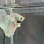 Live Male Betta Fancy Green Pastel Colors Dumbo big ear Over Halfmoon (TNK-A689) High quality What you see What you get!!
