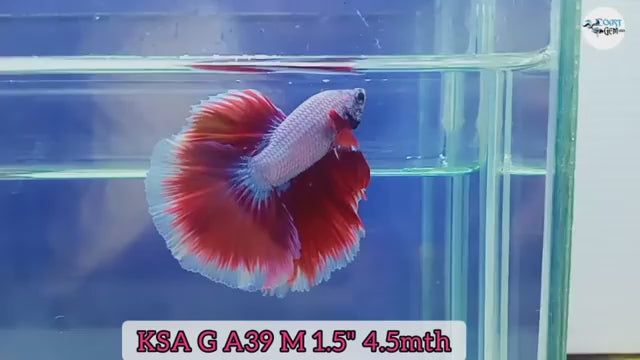 Premium Male Betta Red Dragon & Red Snow Mohawk Halfmoon Rosetail Our Choice (CBM-1113)