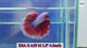 Premium Male Betta Red Dragon & Red Snow Mohawk Halfmoon Rosetail Our Choice (CBM-1113)