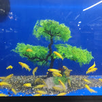 Live Leleupi African Cichlid 1.5" - 2" (Neolamprologus leleupi)