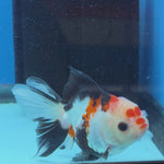 Thai Oranda Tri Color 3 in Body Male (FEB-523)R3A07