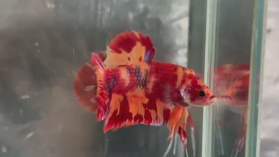 Live Male Betta Orange Red Nemo Fire Giants Plakat (TNK-A521) High quality what you see what you get!!