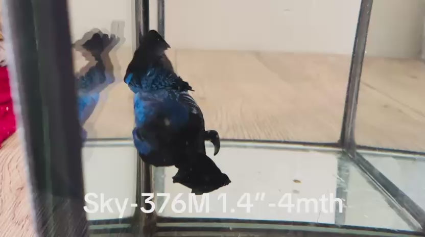 Live Male Betta Blue Black mamba Halfmoon (Sky-376) High quality What you see What you get!!
