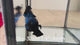 Live Male Betta Blue Black mamba Halfmoon (Sky-376) High quality What you see What you get!!