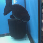 Thai Ranchu Super Black 3.5” Female(FEB-665)R3B04