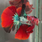 Live Male Betta Red Galaxy Koi Halfmoon (TNK-A726) High quality what you see what you get!!