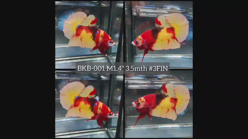 Live Male Betta Classic Nemo Koi Plakat (BKB-001) High quality what you see what you get!!
