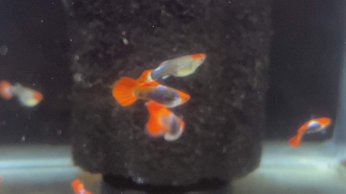  Koi Tuxedo Guppy