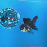 Thai Oranda Panda 2.5” Male(FEB-630)R3B15