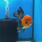 Thai Oranda Apache 4" Body male 9mths(FEB-568)R3A01