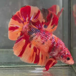 Live Male Betta Nemo Metallic Fire Giants Plakat (TNK-A567)S285 High quality What you see What you get!!