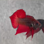 Live Male Betta Red Splendens Hybrid Wild Plakat (BID-115)S066 High quality what you see what you get!!