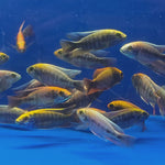 Live Freshwater Aquarium African Cichlid Ovatus Cichlid  (Protomelas Spilonotus "Ovatus")(CHD-137)U020