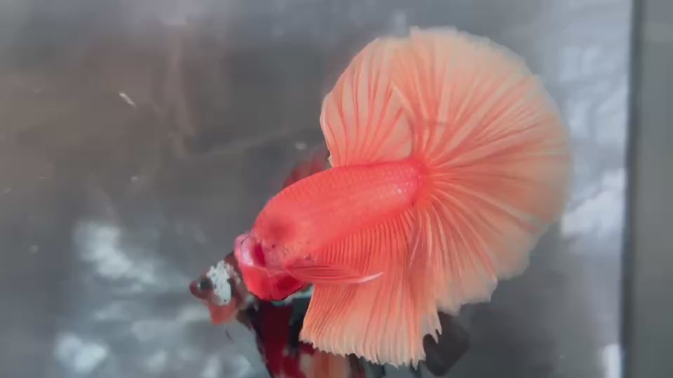Live Male Betta Super Orange Solid color Over Halfmoon (TNK-A852) High quality what you see what you get!!